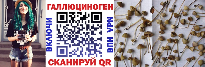 Галлюциногенные грибы мухоморы Купить где Томмот